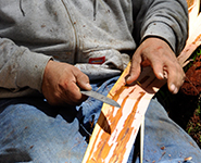 Cultural activity of preparing cedar bark for later use